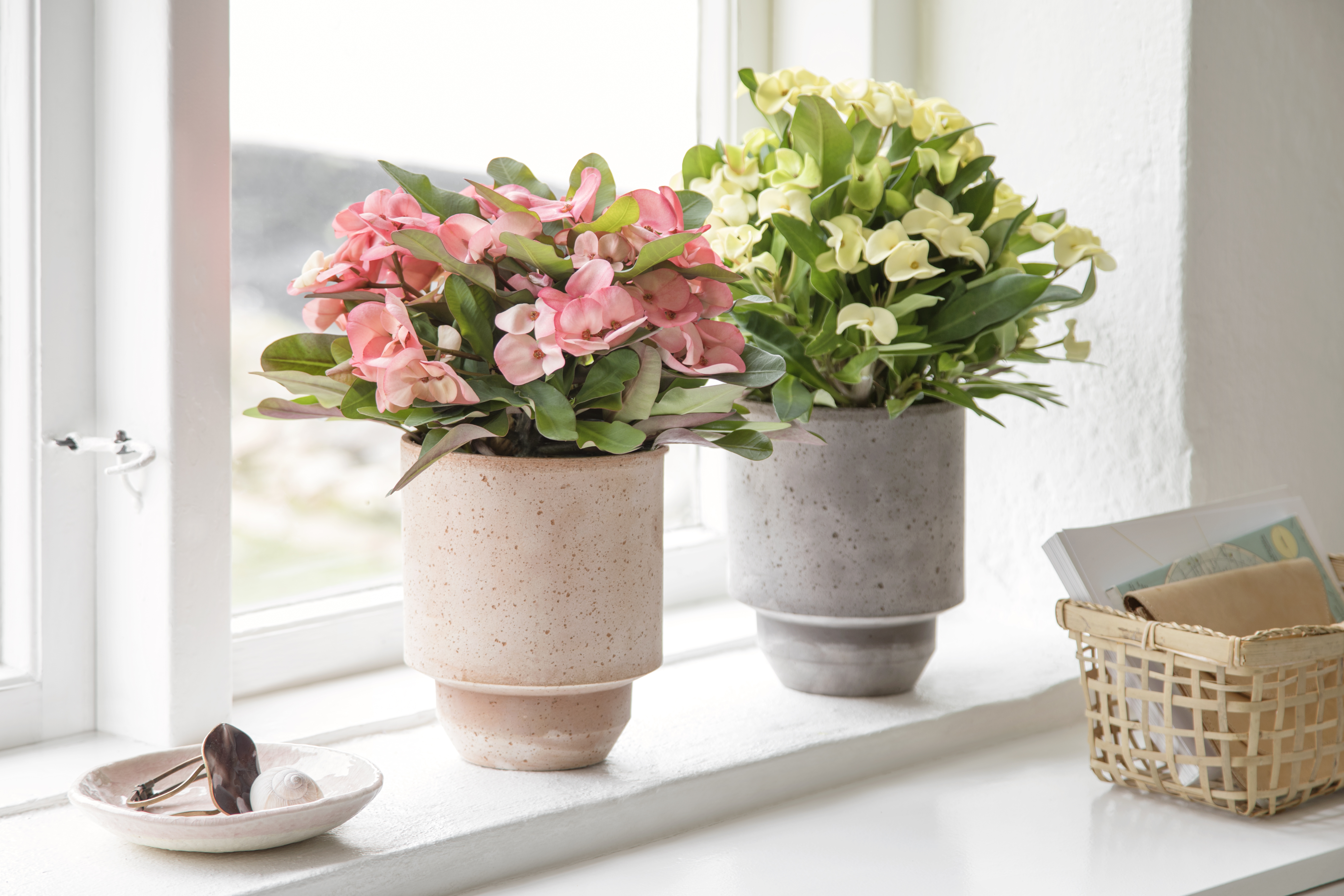 Tiara Euphorbia™
