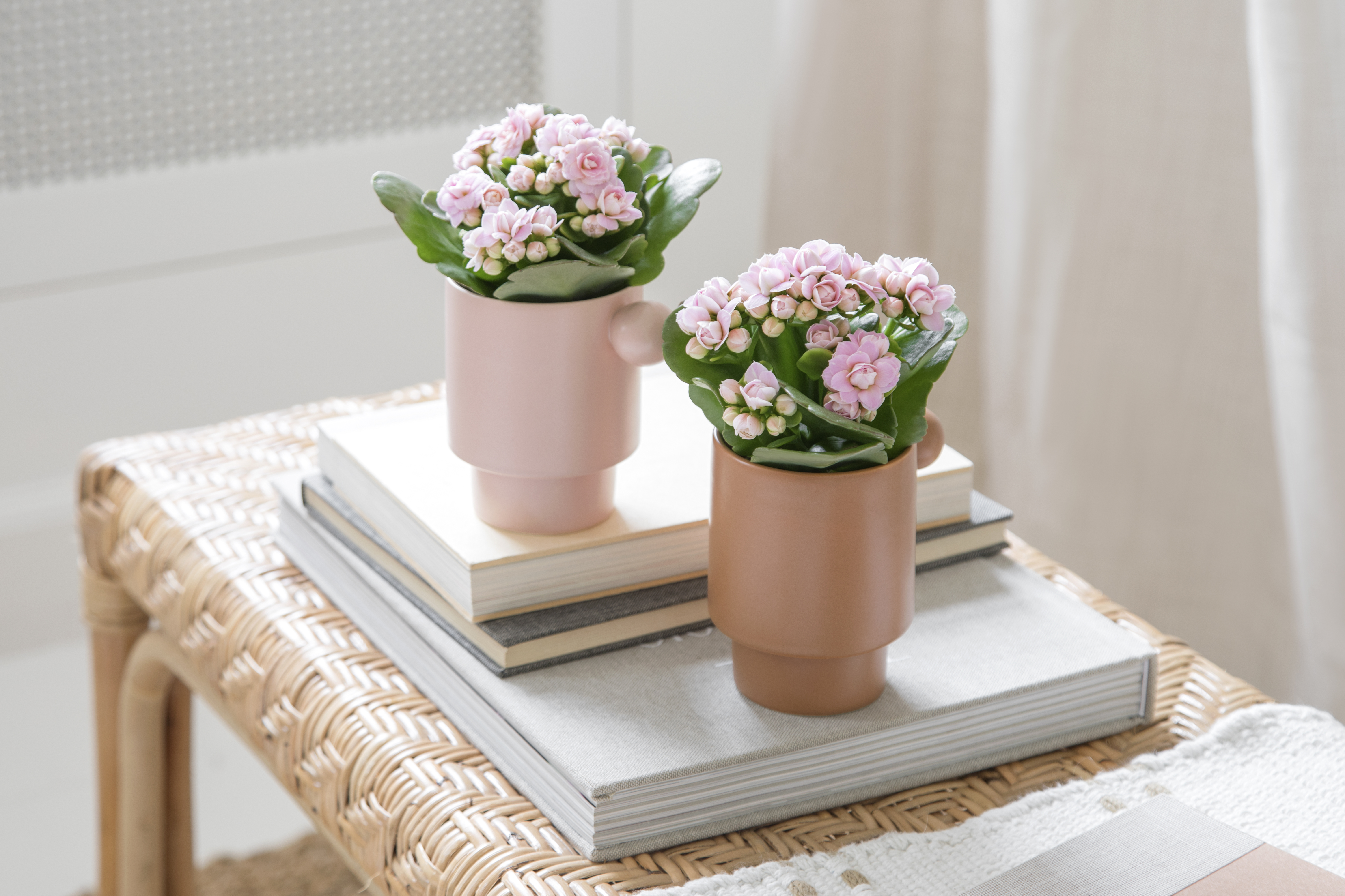 Kalanchoe
