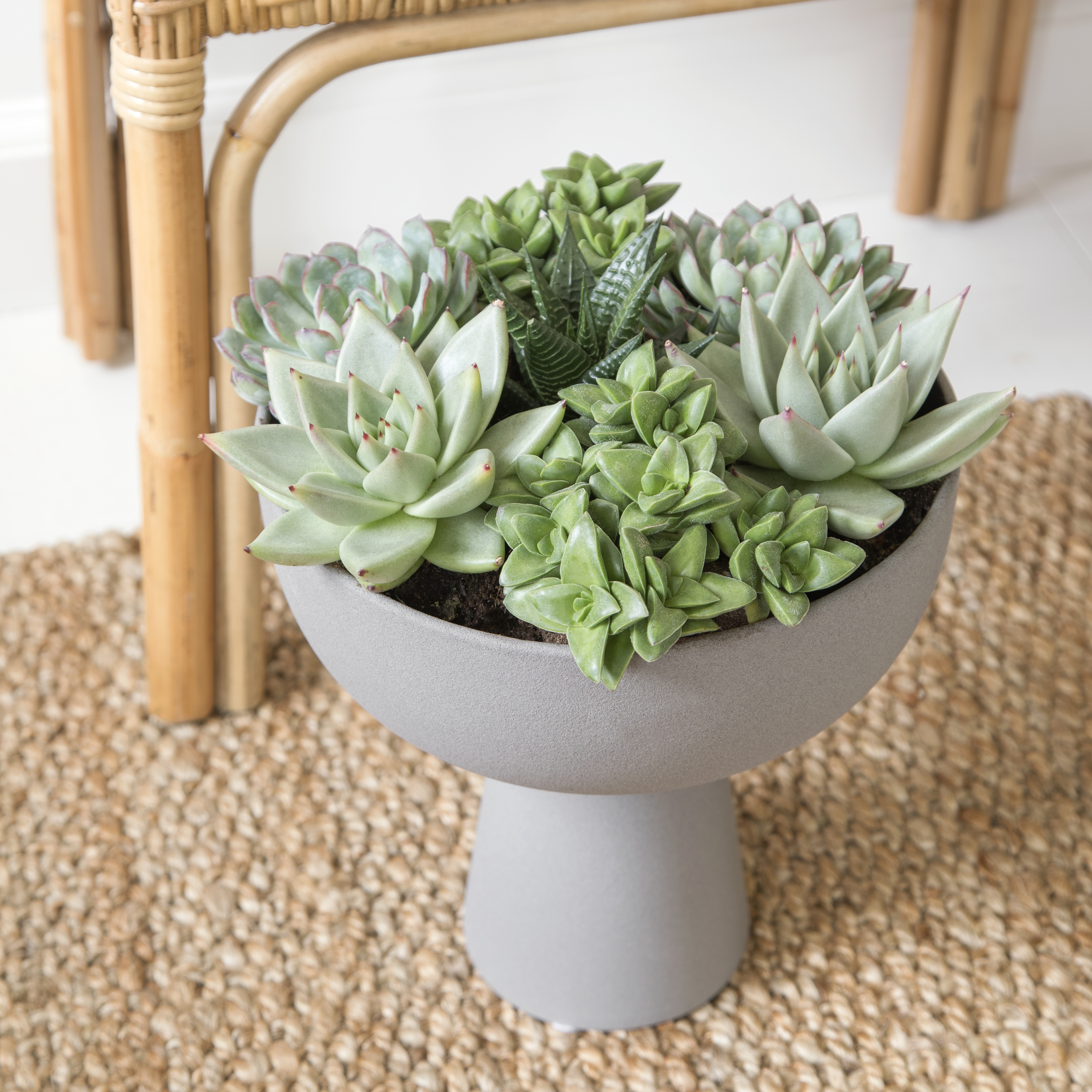 Succulent
