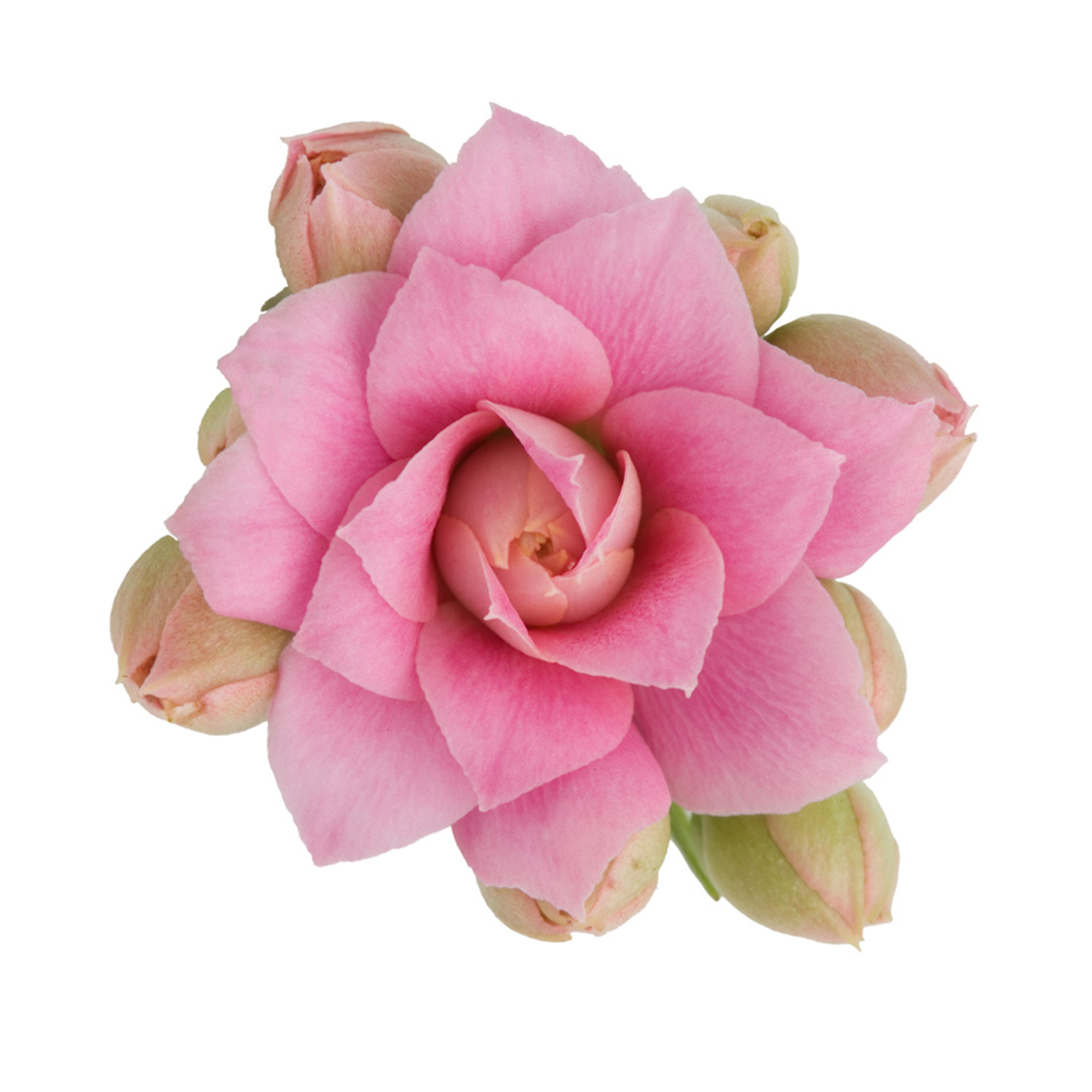RoseFlower