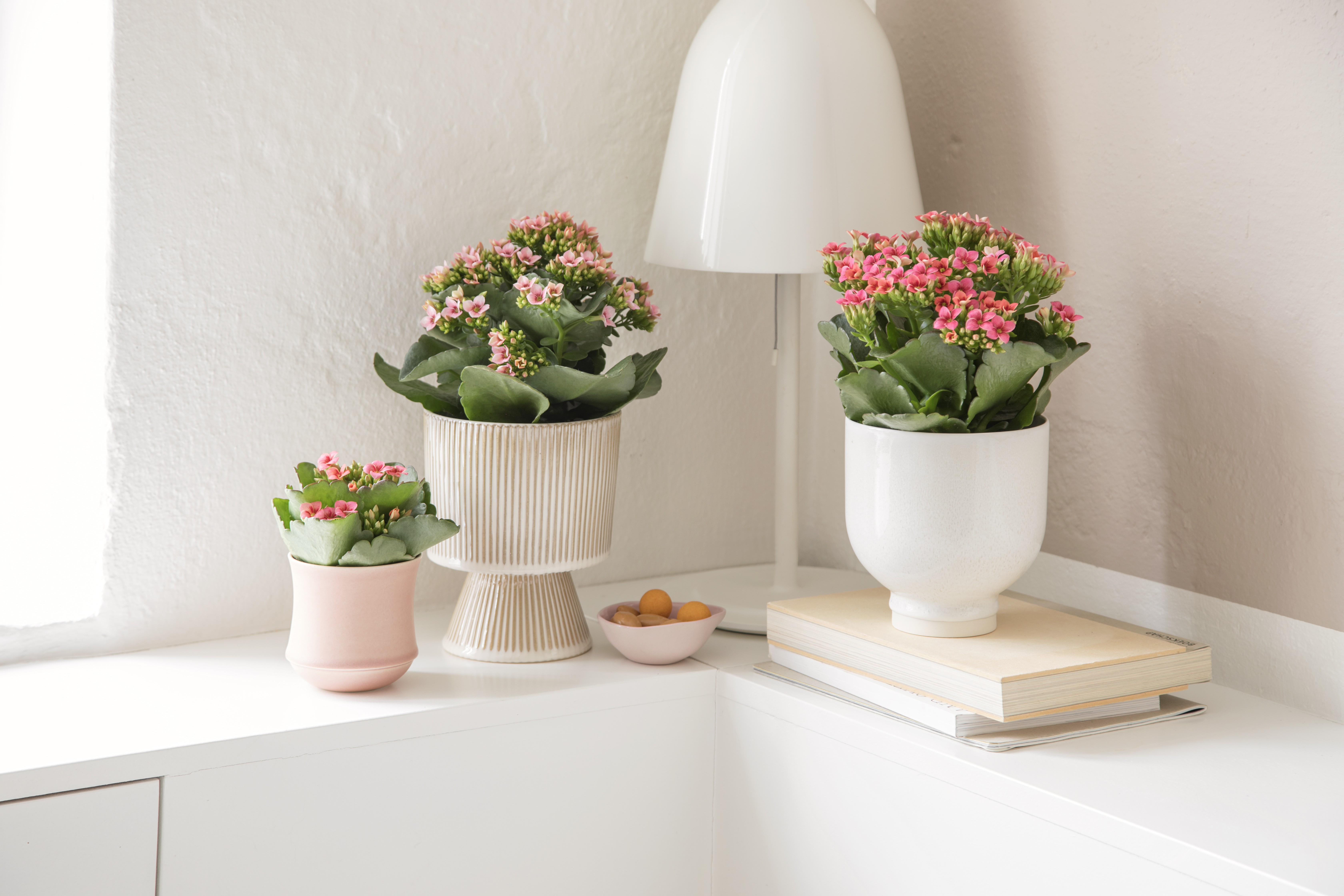 Queen potteplanter