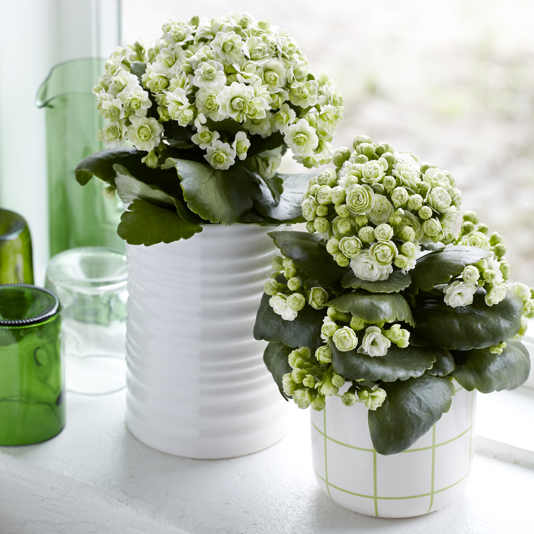 MoreFlower
