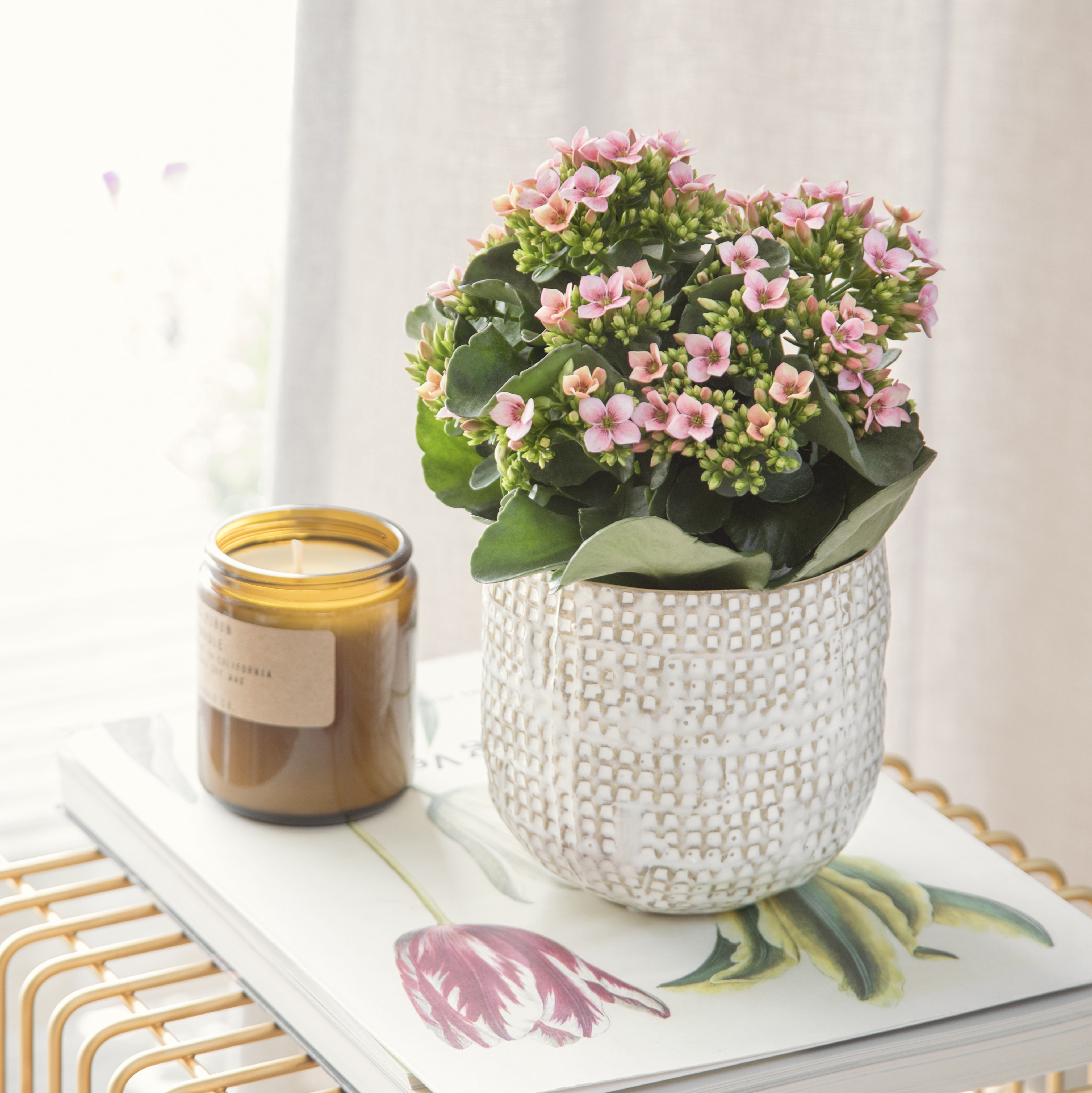 Potteplanter