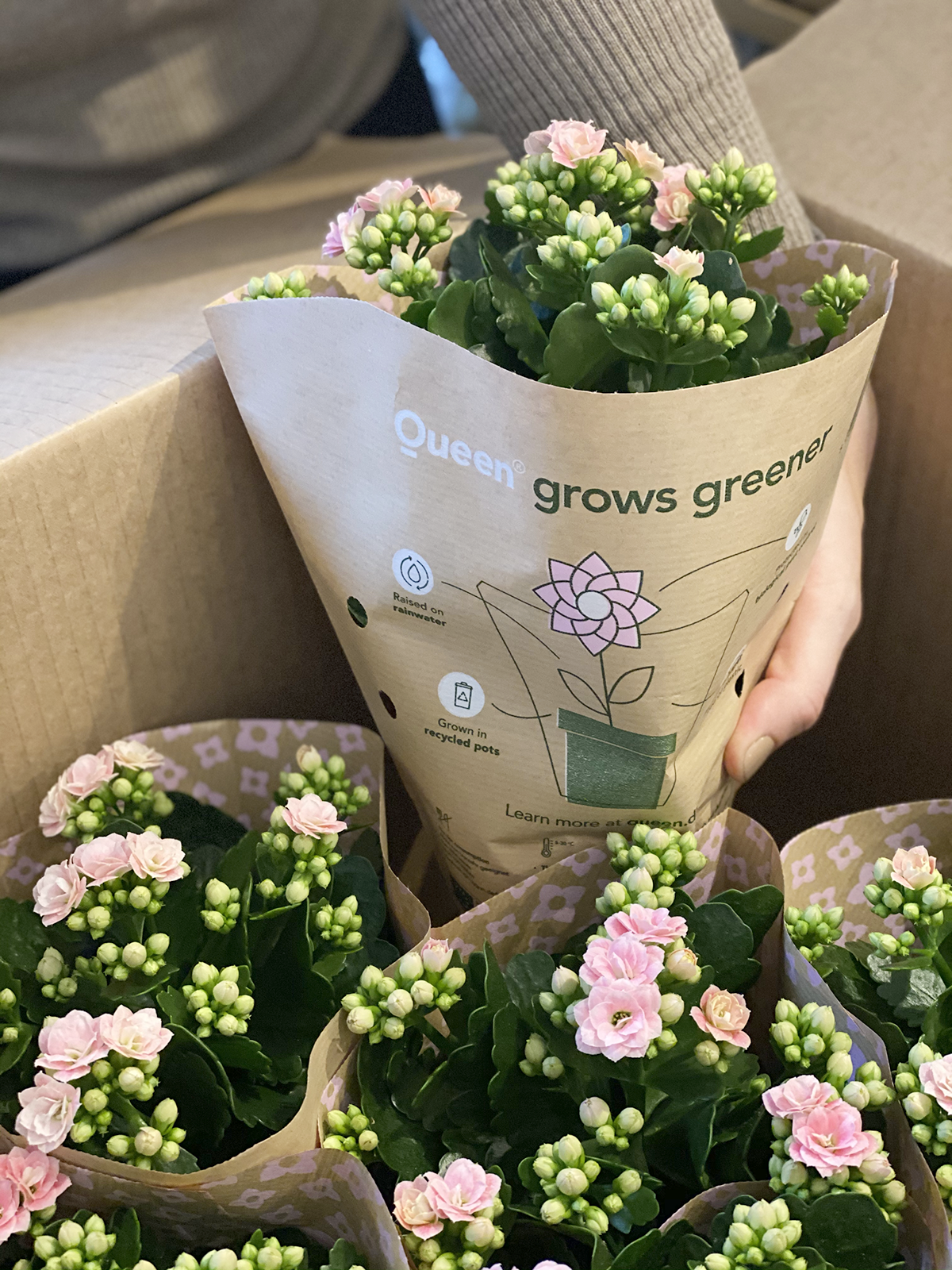 Queen Grows Greener